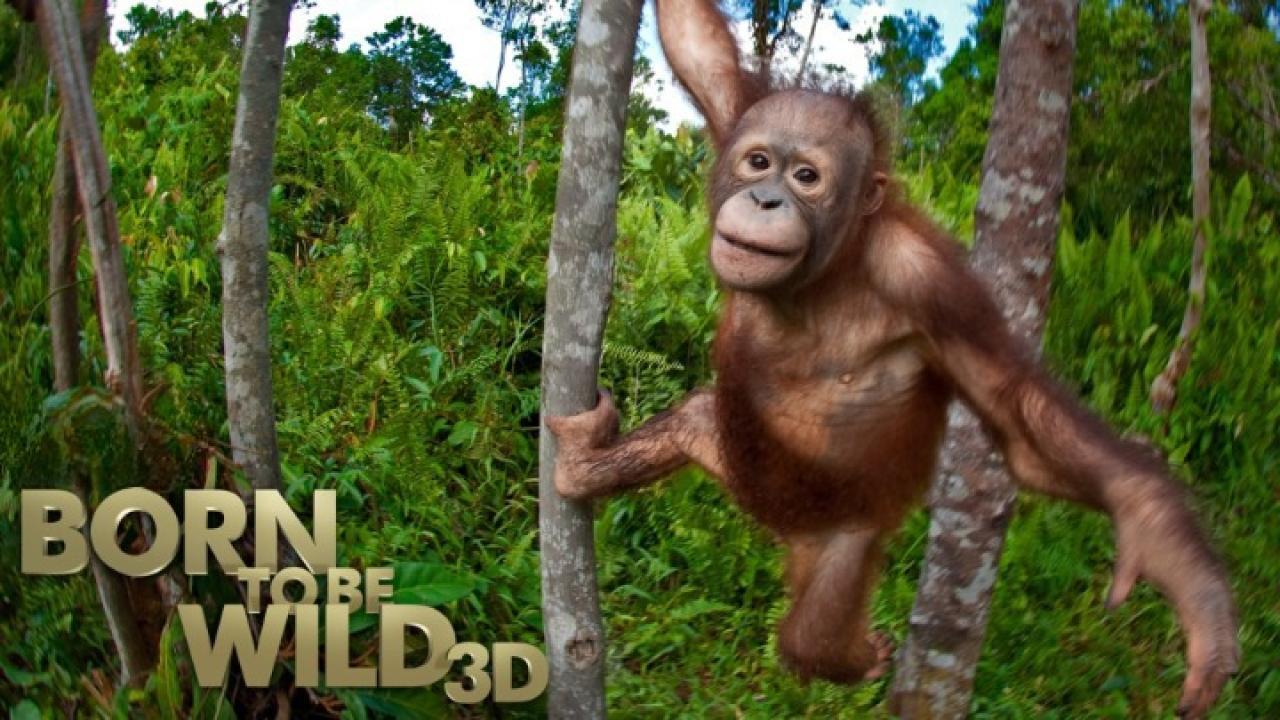 فيلم Born To Be Wild 2011 مترجم كامل فوستا