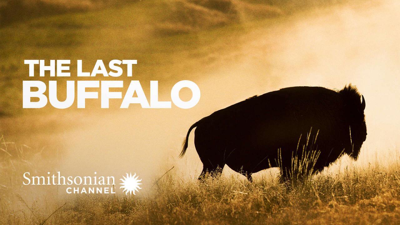 فيلم The Last Buffalo 2017 مترجم كامل فوستا