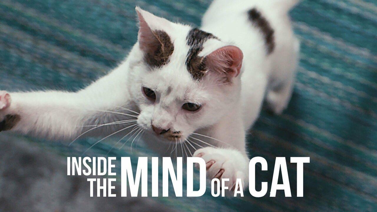 فيلم Inside The Mind Of a Cat 2022 مترجم كامل HD